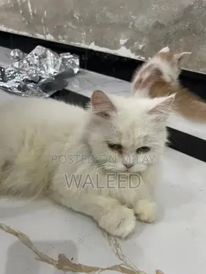 Persian Cat Breed: Dual-Coated Family Companion