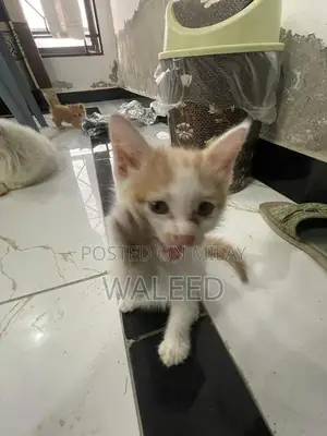 Persian Cat Breed: Dual-Coated Family Companion