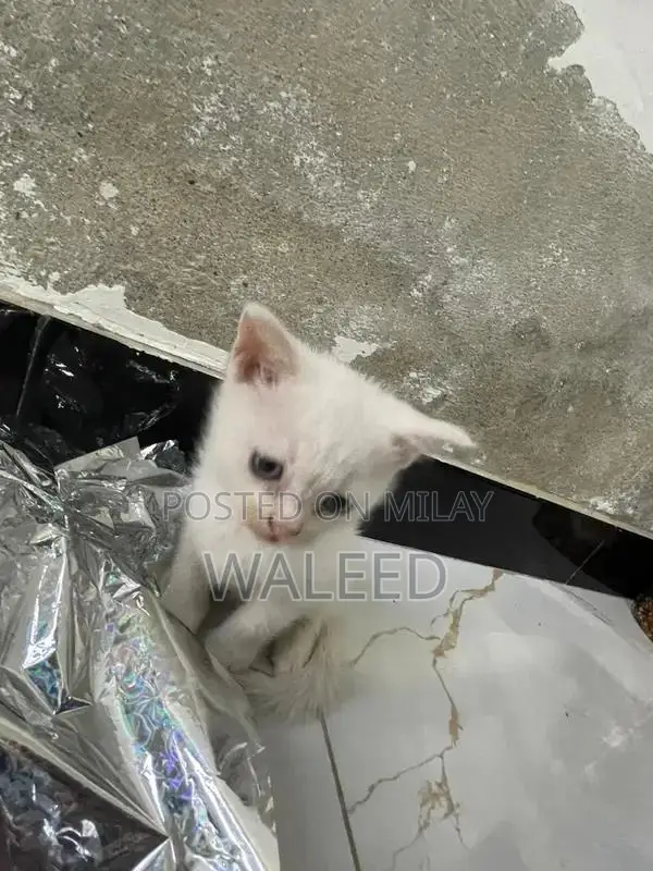 Persian Cat Breed: Dual-Coated Family Companion