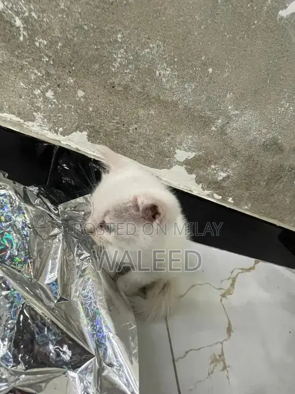 Persian Cat Breed: Dual-Coated Family Companion