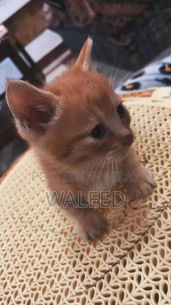 Persian Cat Breed: Dual-Coated Family Companion