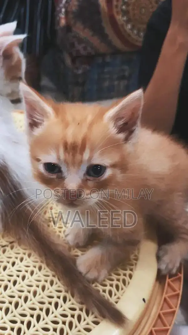 Persian Cat Breed: Dual-Coated Family Companion