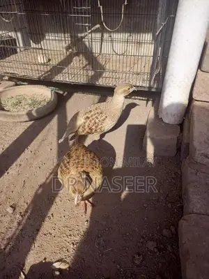 Irani Teetar Bird Breeding Pair