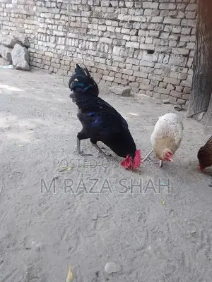 Photo - Purebred Aseel Murga - Traditional Poultry Breed for Farm or Show