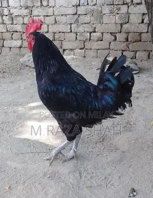Purebred Aseel Murga - Traditional Poultry Breed for Farm or Show