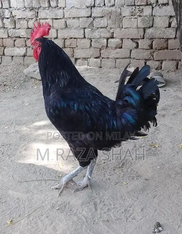 Purebred Aseel Murga - Traditional Poultry Breed for Farm or Show