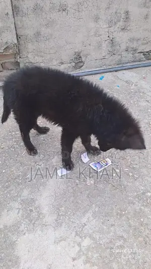 Photo - Young German Shepherd Puppy - Healthy and Vaccinated