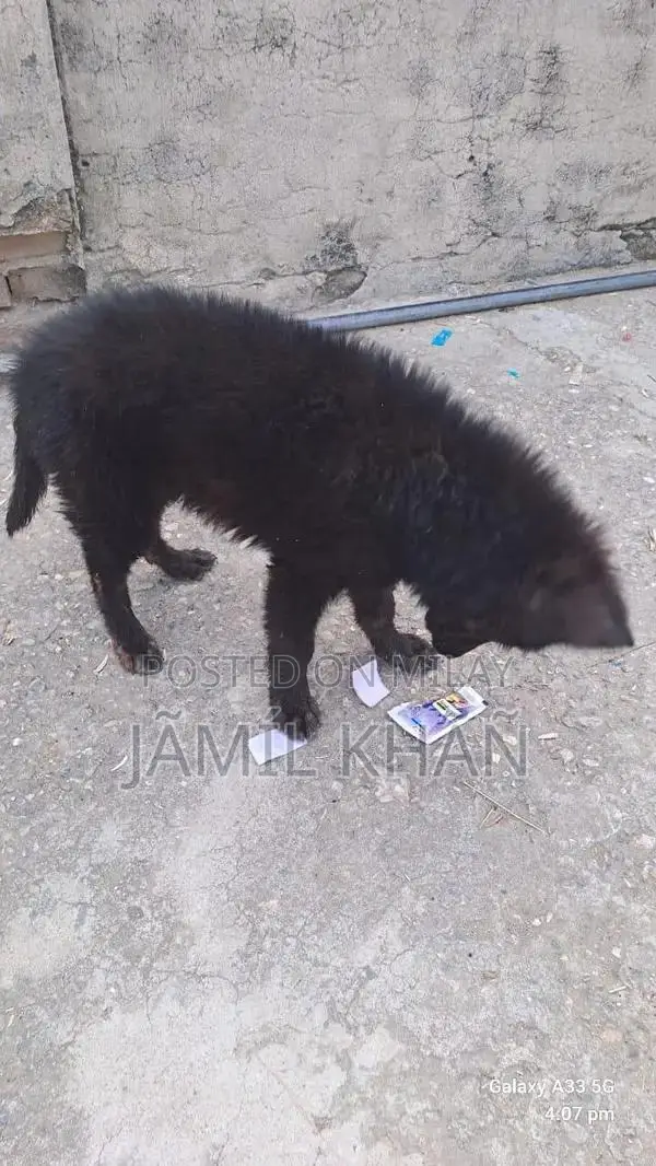 Young German Shepherd Puppy - Healthy and Vaccinated