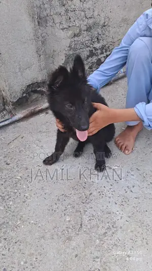 Young German Shepherd Puppy - Healthy and Vaccinated