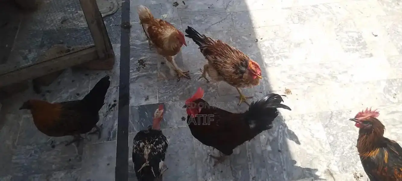 Fresh Desi Chicken - High-Quality Farm-Raised Poultry