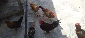 Photo - Fresh Desi Chicken - High-Quality Farm-Raised Poultry