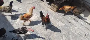 Fresh Desi Chicken - High-Quality Farm-Raised Poultry