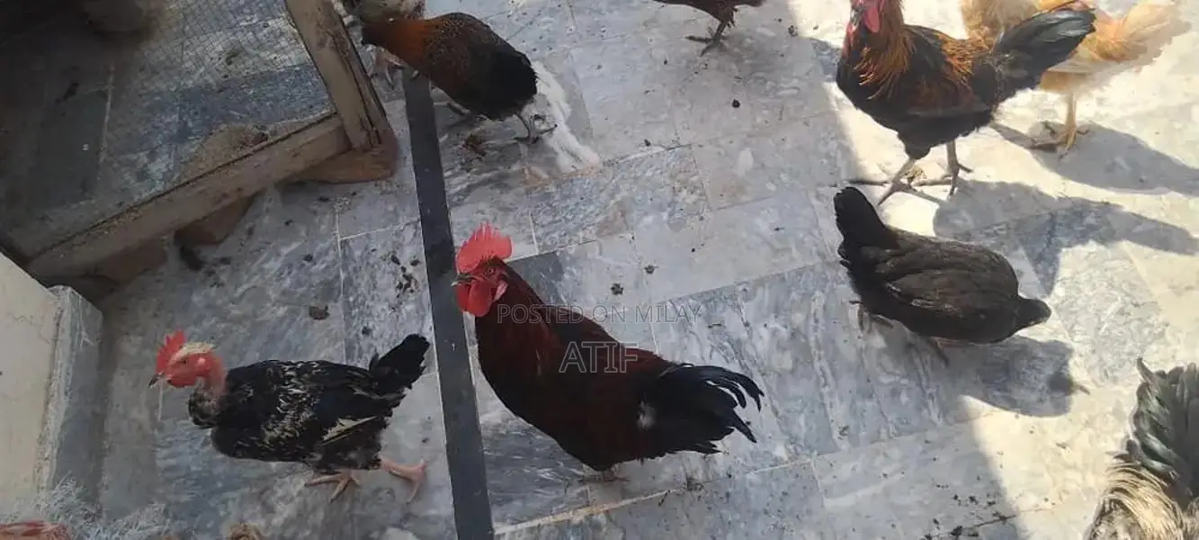 Fresh Desi Chicken - High-Quality Farm-Raised Poultry