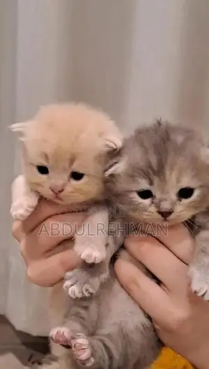 Photo - Triple Coated Pure Persian Kittens - Rare Breed Litter