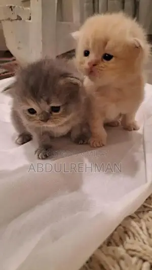 Triple Coated Pure Persian Kittens - Rare Breed Litter