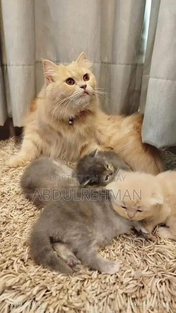 Triple Coated Pure Persian Kittens - Rare Breed Litter