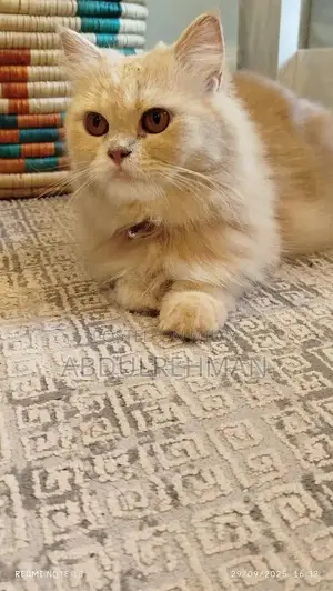 Triple Coated Pure Persian Kittens - Rare Breed Litter