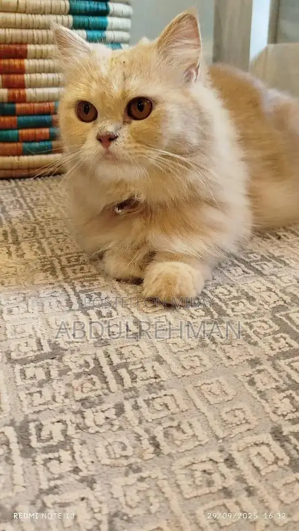 Triple Coated Pure Persian Kittens - Rare Breed Litter