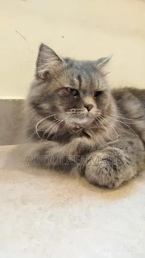 Triple Coated Pure Persian Kittens - Rare Breed Litter