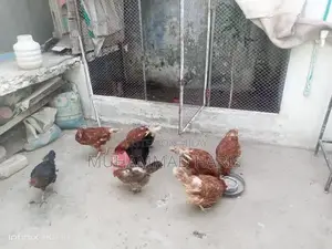 Photo - Lohman Brown and Golden Misri Chickens - Healthy Home-Bred Poultry