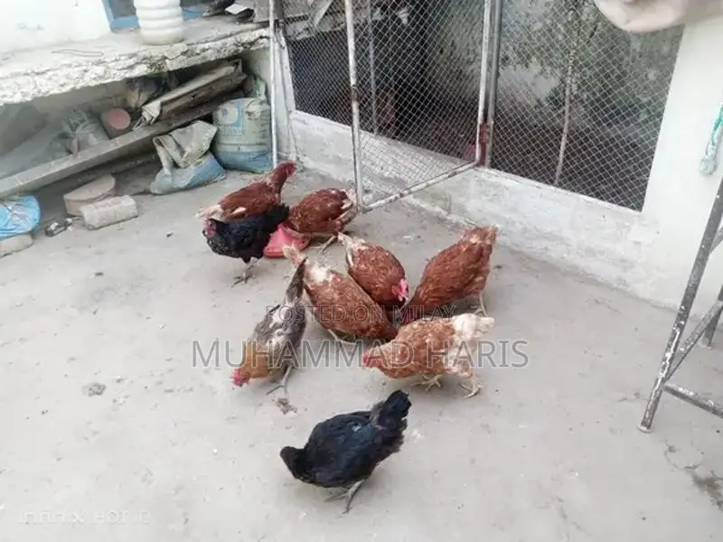 Lohman Brown and Golden Misri Chickens - Healthy Home-Bred Poultry