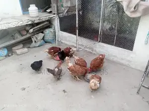 Lohman Brown and Golden Misri Chickens - Healthy Home-Bred Poultry