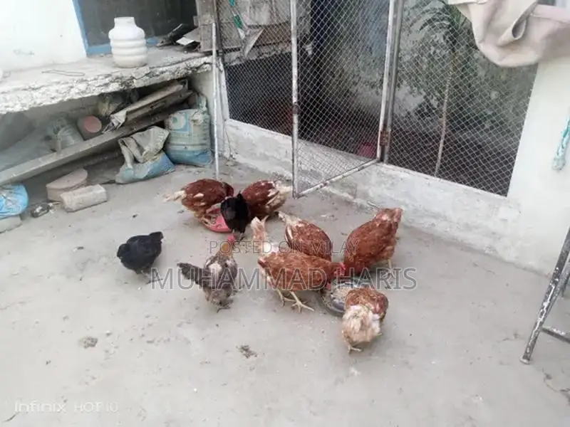 Lohman Brown and Golden Misri Chickens - Healthy Home-Bred Poultry