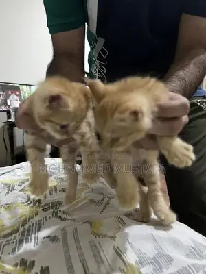 Photo - Persian Kitten - Young, Litter Trained, Ready for New Home