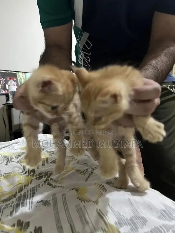 Persian Kitten - Young, Litter Trained, Ready for New Home