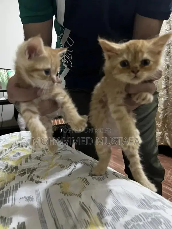 Persian Kitten - Young, Litter Trained, Ready for New Home