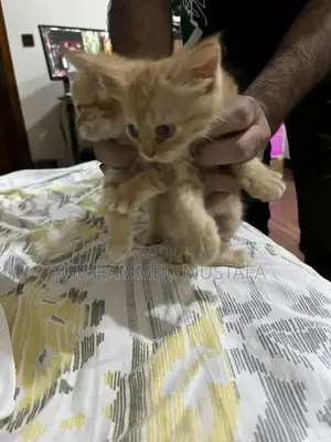 Persian Kitten - Young, Litter Trained, Ready for New Home