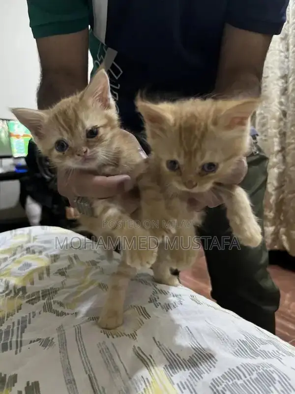 Persian Kitten - Young, Litter Trained, Ready for New Home