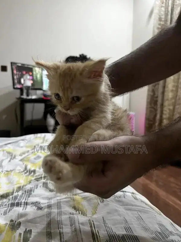 Persian Kitten - Young, Litter Trained, Ready for New Home