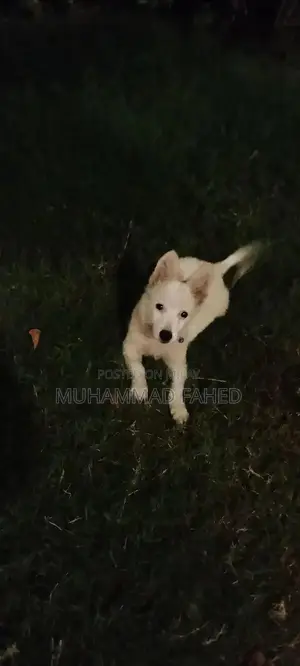 Photo - Russian Dog Breed: Intelligent and Friendly Companion