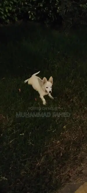 Russian Dog Breed: Intelligent and Friendly Companion