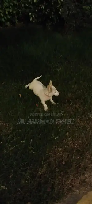 Russian Dog Breed: Intelligent and Friendly Companion