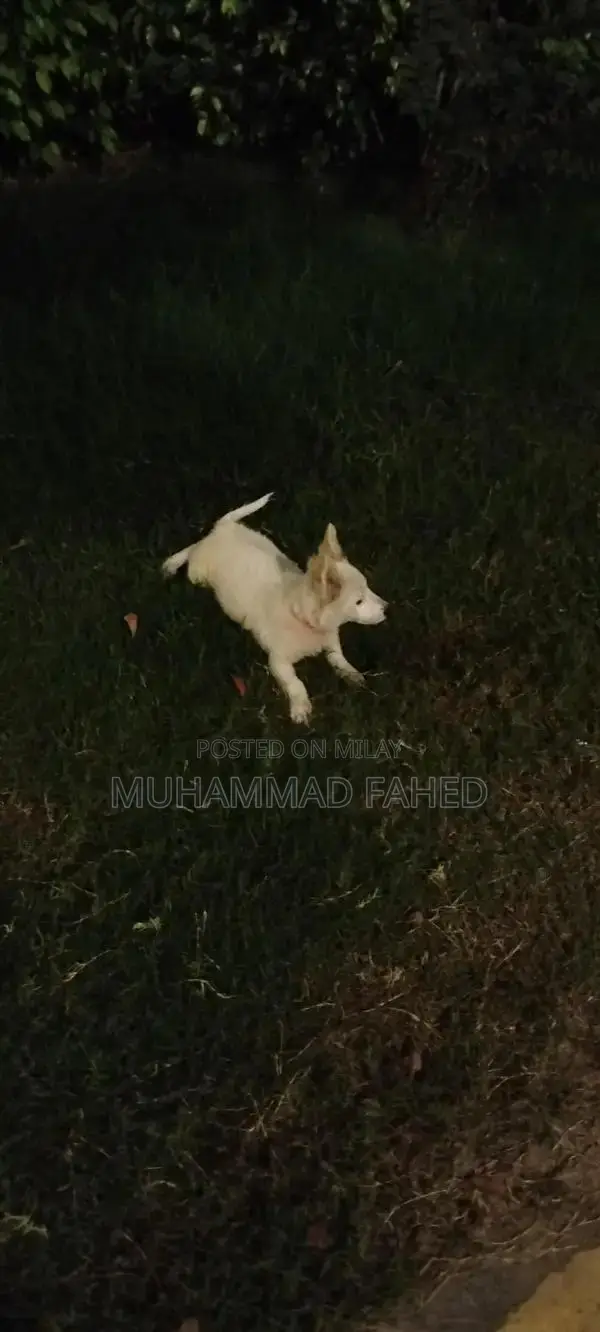 Russian Dog Breed: Intelligent and Friendly Companion