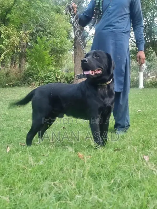 Black Labrador Male Puppy - 18 Months Old