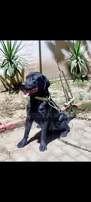 Black Labrador Male Puppy - 18 Months Old