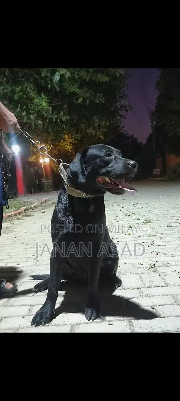 Black Labrador Male Puppy - 18 Months Old