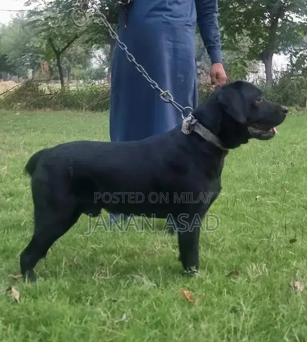 Black Labrador Male Puppy - 18 Months Old