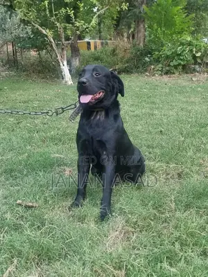 Black Labrador Male Puppy - 18 Months Old
