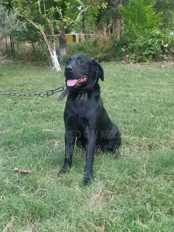 Black Labrador Male Puppy - 18 Months Old