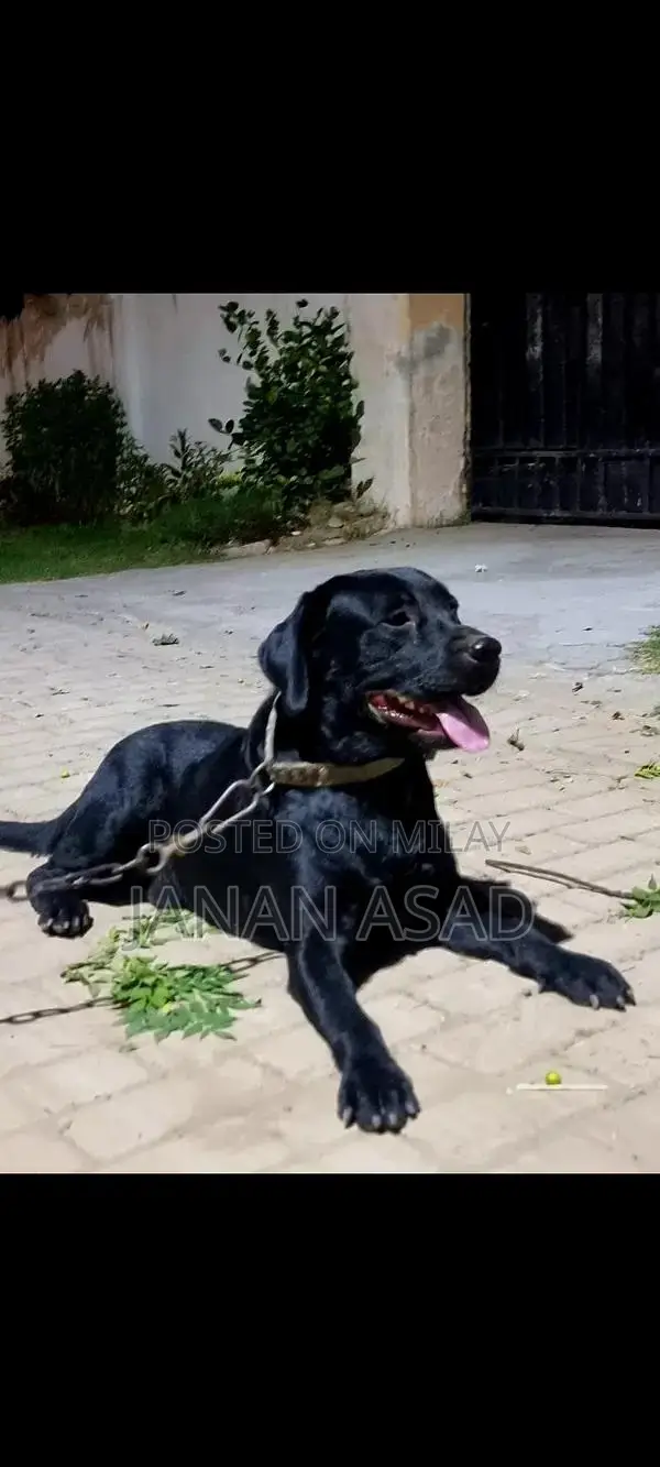 Black Labrador Male Puppy - 18 Months Old