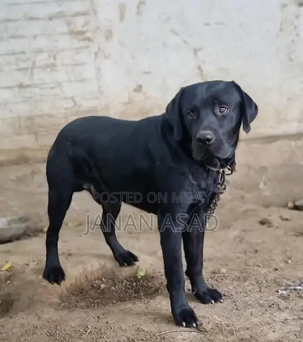 Black Labrador Male Puppy - 18 Months Old