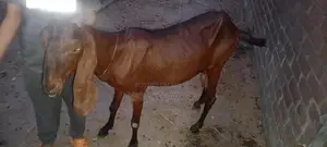 Photo - Goat for Sale: Healthy 4-Tooth Adult Male Bakra