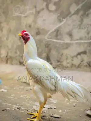 Photo - High-Powered White Hen: Premium Poultry Breed for Farm and Backyard