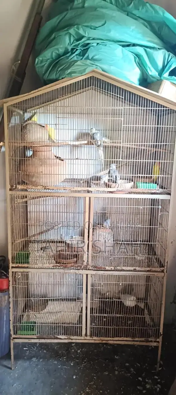 Comprehensive Pijra Product Set with Multiple Components