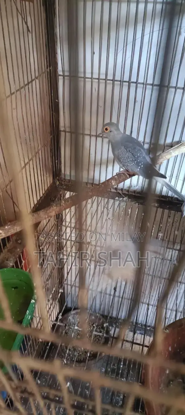 Comprehensive Pijra Product Set with Multiple Components