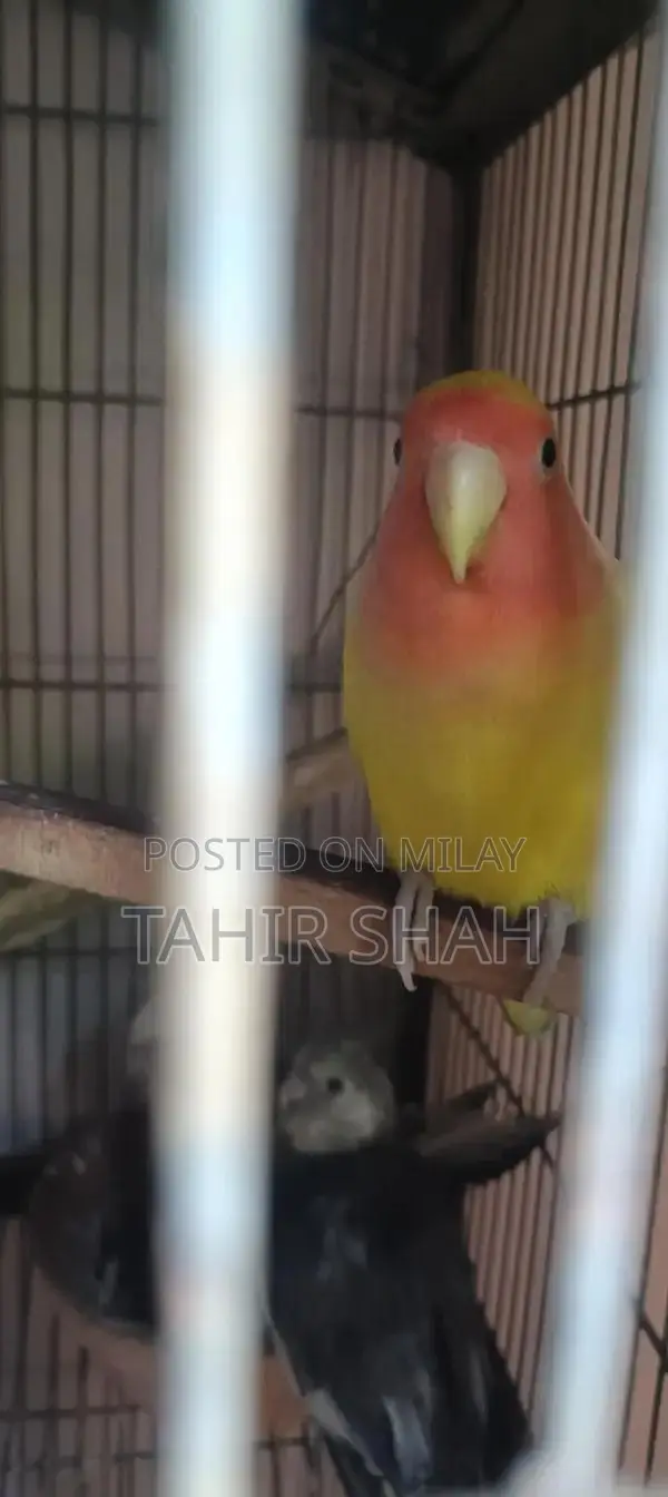 Comprehensive Pijra Product Set with Multiple Components